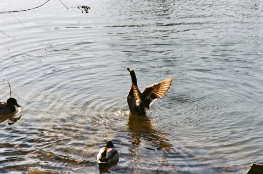 A duck stands in shallow water with its wings spread wide, splashing as it flaps, while two other ducks swim nearby on a calm, rippling pond.