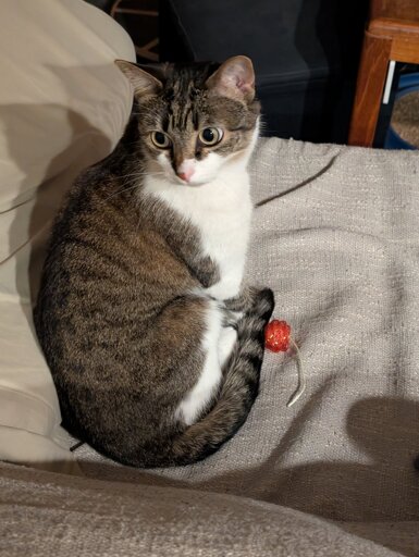 A brown and white tabby cat sitting on a grey couch with a small mesh rattle toy in the shape of a cherry at her feet.