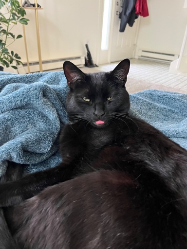 A black cat lying on a blanket with its tongue out