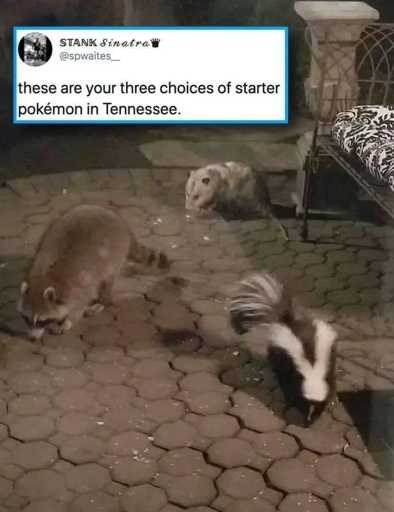 I choose you!