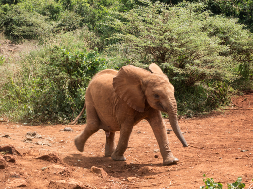 Elephants are born weighing 250 Ibs. They are the biggest babies on earth except for Motorists when one bike lane is added in their city.